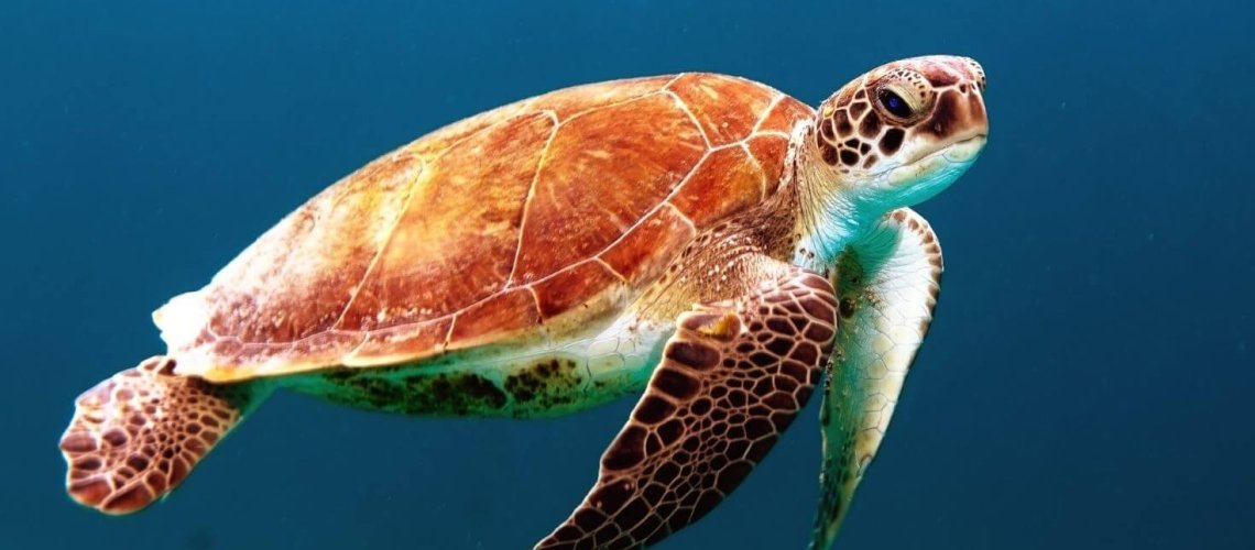 tortuga